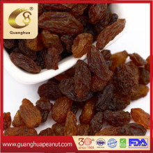 Export Standard Golden and Green Raisins in Hot Selling